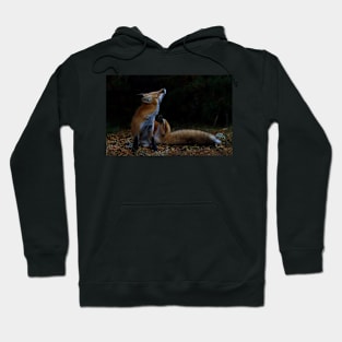 Red Fox itch - Algonquin Park, Canada Hoodie